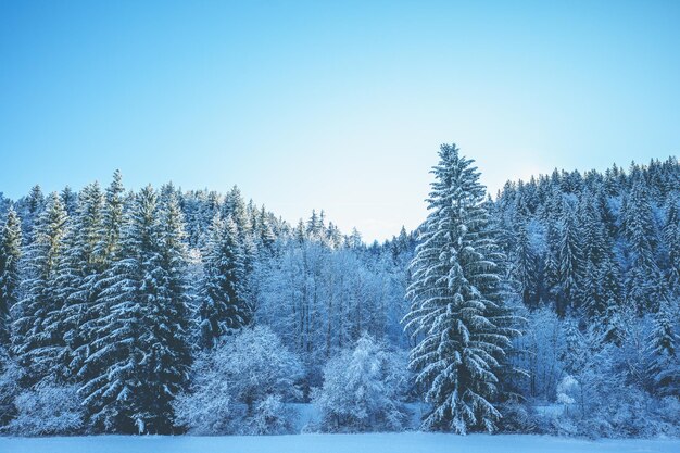 Sneeuwbedekte sparren op de berghelling in de winter