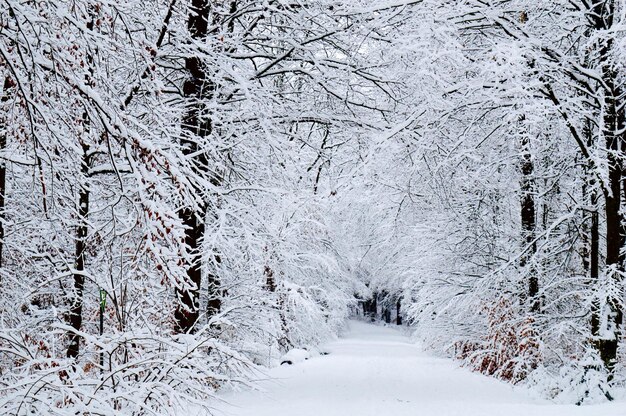 Foto sneeuwbedekte straat te midden van bevroren bomen tijdens de winter