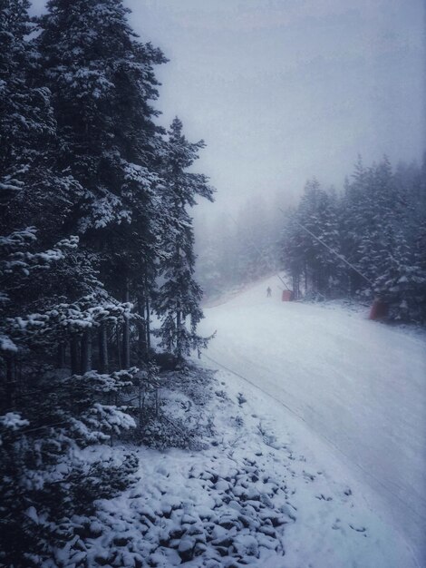 Sneeuwbedekte weg te midden van bomen in het bos