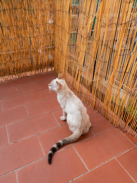 Sneeuwbengalen kitten met gestreepte staart