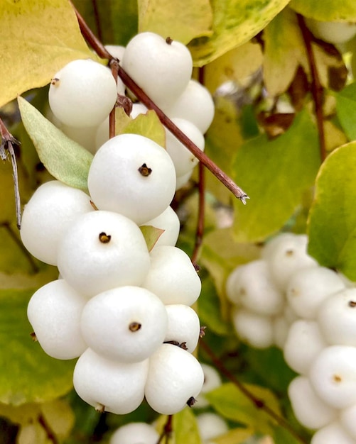 Sneeuwbes, wit, bes, symphoricarpos, symphoricarpos albus, close-up, tak, tuin, decoratief