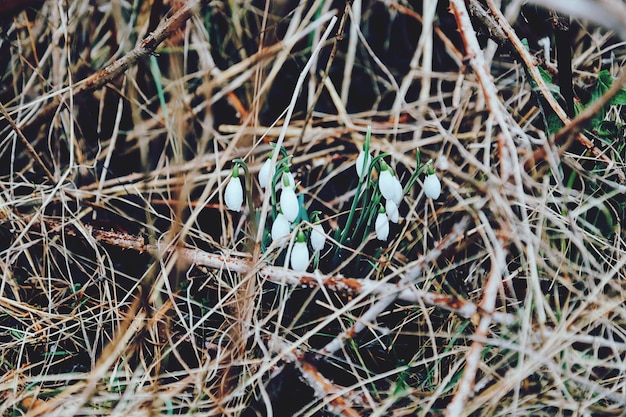 Foto sneeuwbloemen tussen de takken.