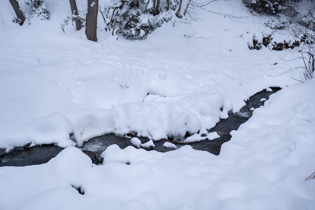 Sneeuwbos in de winter