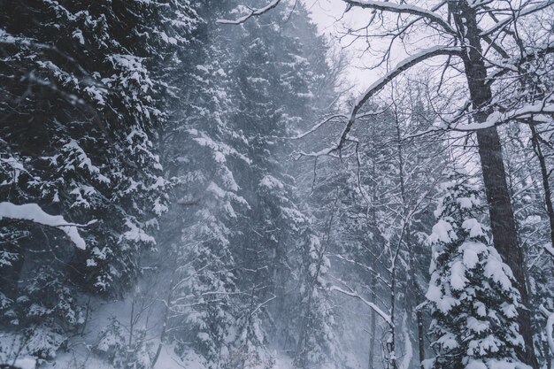 Sneeuwbos in de winter