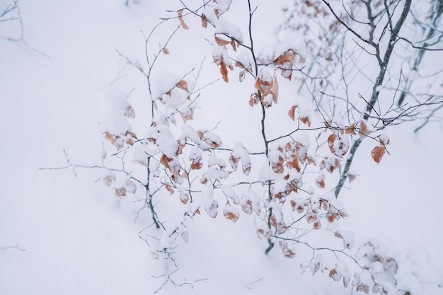 Sneeuwbos in de winter