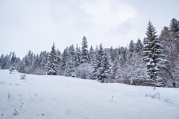 Sneeuwbos in de winter