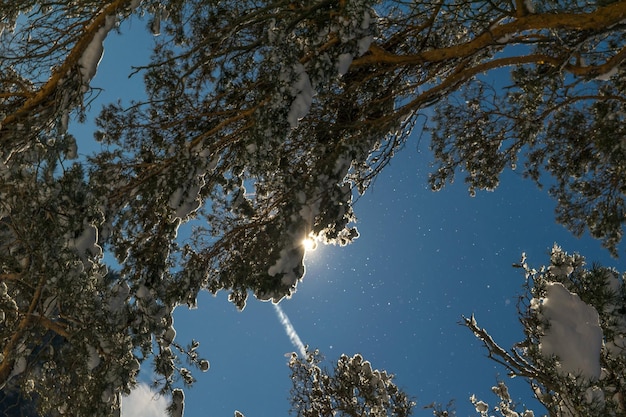 Sneeuwbos, zonnige dag in de winter, sneeuwvlok in blauwe lucht