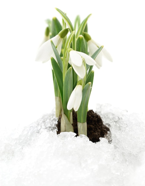 Sneeuwdruppel en sneeuw