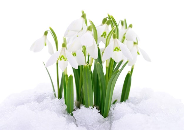 Sneeuwdruppel en sneeuw
