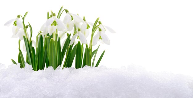 Sneeuwdruppel en sneeuw