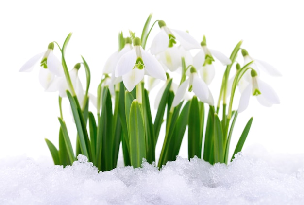 Sneeuwdruppels en sneeuw