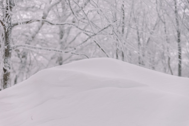 Sneeuwduin In Het Bos