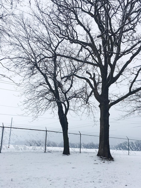 Foto sneeuwfoto met twee bomen