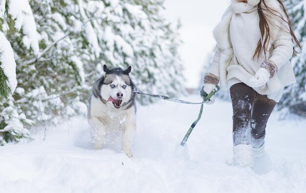 Sneeuwhond Husky in de sneeuw op de achtergrond van het bos besneeuwde bos en hond