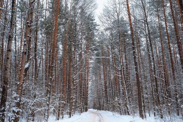 Sneeuwige weg in een dennenbos in bewolkt weer winter achtergrond