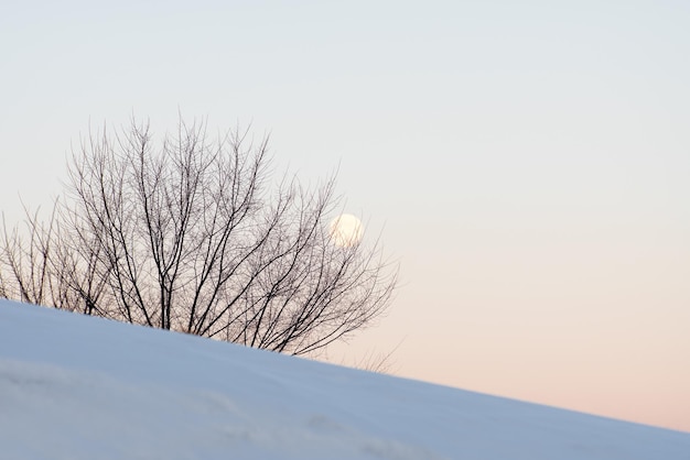 Sneeuwjacht en silhouet van een boom zonder bladeren tegen de lucht en de zon