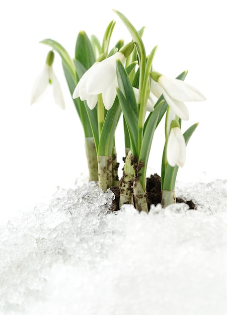 Sneeuwklokje bloem die uit echte sneeuw komt