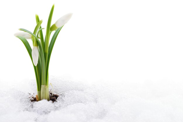 Sneeuwklokje bloem die uit echte sneeuw komt