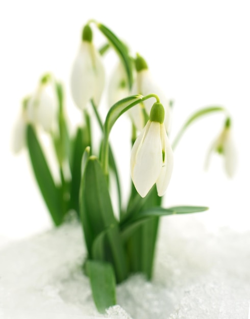 Sneeuwklokje bloem geïsoleerd op wit