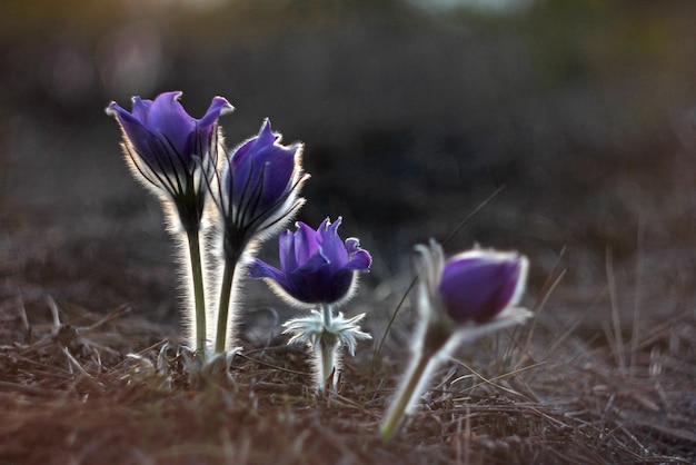 Sneeuwklokje bloem in de stralen van de ondergaande zon in het bos in de avond