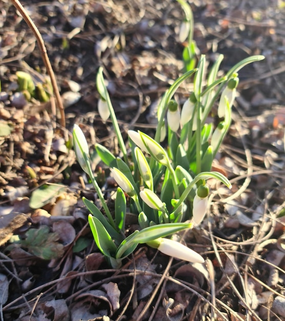 Sneeuwklokje bloemen