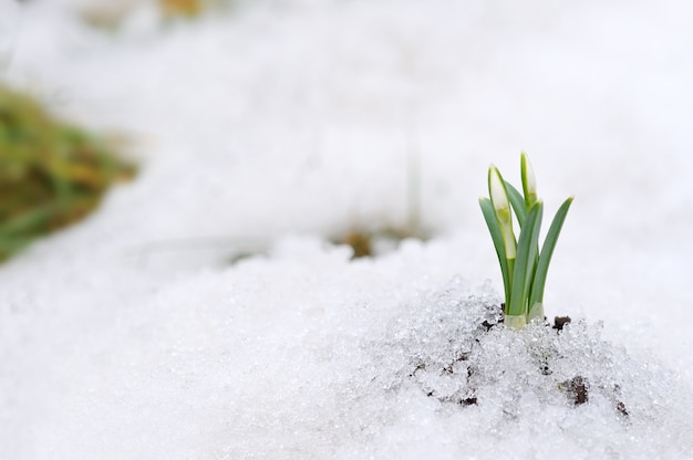 Sneeuwklokje en sneeuw