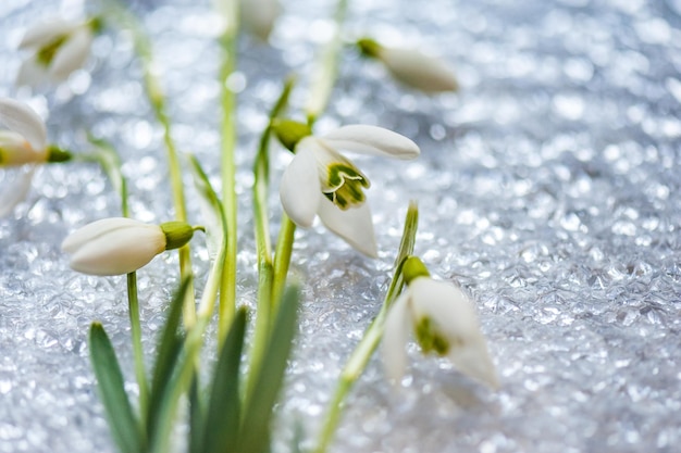 Sneeuwklokje lentebloemen Delicate Sneeuwklokje bloem is een van de lentesymbolen en Martisor talisman