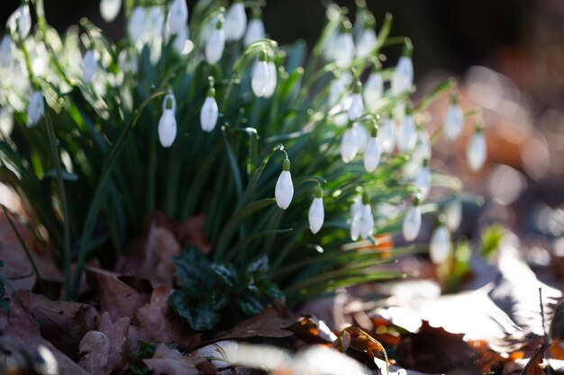 Sneeuwklokje lentebloemen Prachtige sneeuwklokjebloem groeit in de sneeuw in het vroege voorjaarsbos Fris groen goed als aanvulling op de witte sneeuwklokjesbloesems