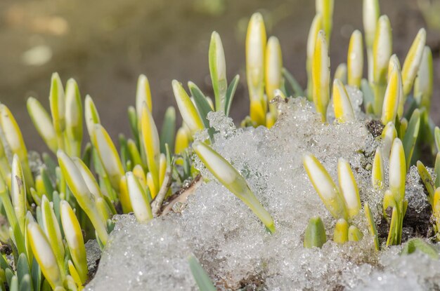 Sneeuwklokje lentebloemen Witte delicate sneeuwklokje bloem