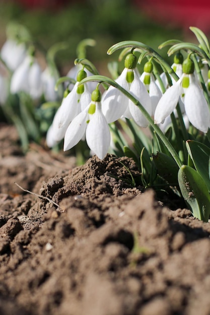 Sneeuwklokje of gewoon sneeuwklokje Galanthus nivalis bloemenSneeuwklokjes nadat de sneeuw is gesmolten