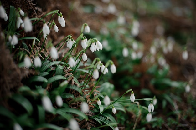 sneeuwklokje tussen de groene bladeren. Conceptie van de lente, nieuw leven in de natuur.