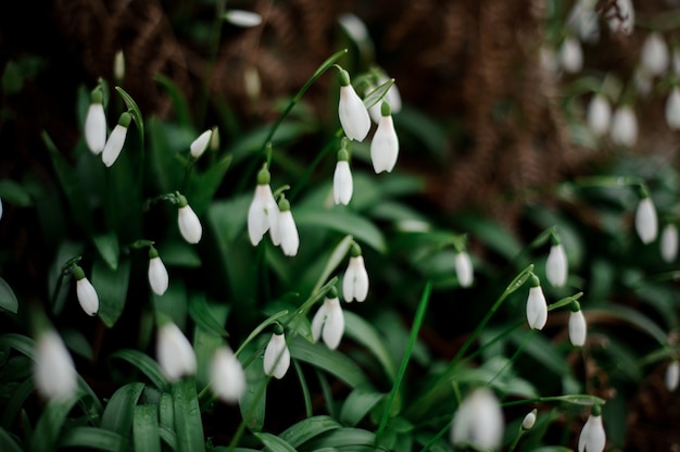 Sneeuwklokje tussen de groene bladeren. conceptie van de lente, nieuw leven in de natuur.