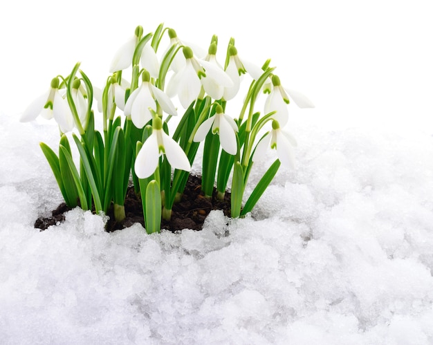 Sneeuwklokjebloem die uit echte sneeuw komt die op wit wordt geïsoleerd.