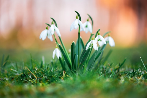 Sneeuwklokjebloem op de lenteweide