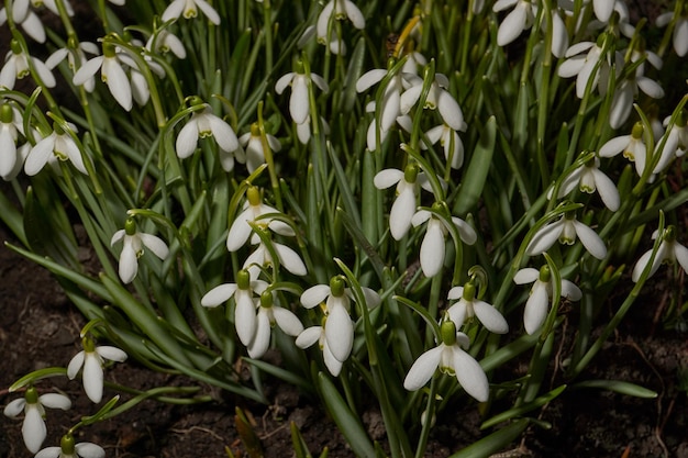 Sneeuwklokjes bloeien op het gazon in de tuin het sneeuwklokje is een symbool van de lente