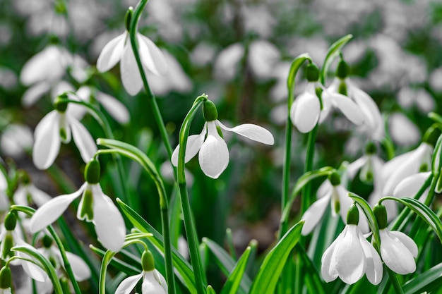Sneeuwklokjes close-up bloemen met witte bloemblaadjes lente op een heldere dag selectieve focus