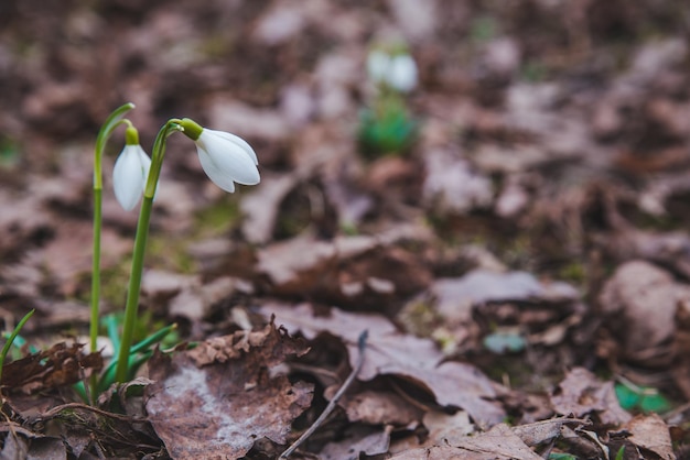 Sneeuwklokjes close-up in stadspark