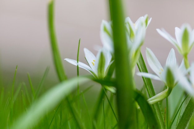 Sneeuwklokjes in de lente