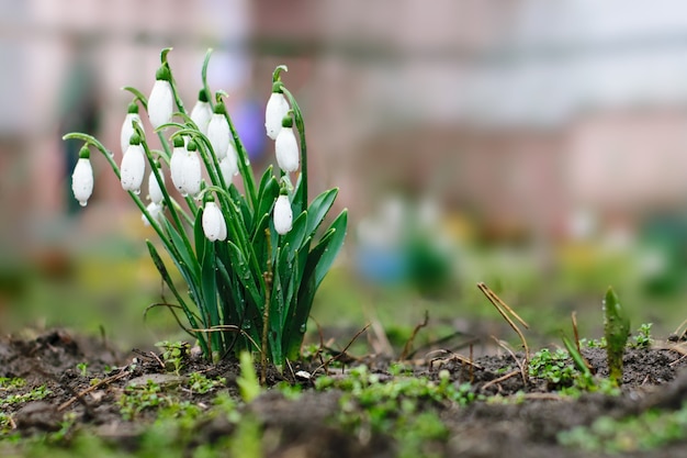 Sneeuwklokjes in de lentetuin, de eerste tedere planten