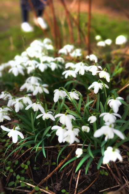 Sneeuwklokjes in de tuin De lente komt eraan Sneeuwklokjes in mijn tuin