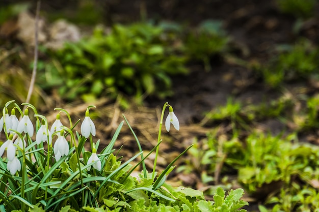 Sneeuwklokjes in de tuin