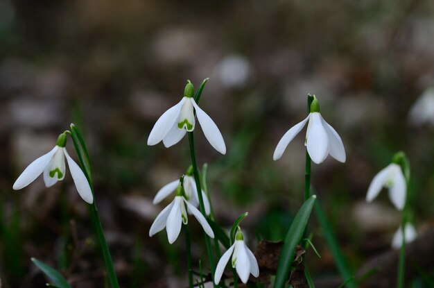 Sneeuwklokjes in het bos