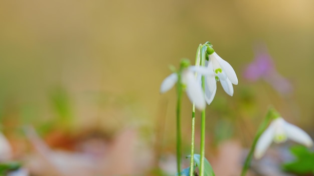 Sneeuwklokjes of galanthus nivalis bloem van het leven gewone sneeuwklokkjes bloemen in natuurlijke lente achtergrond