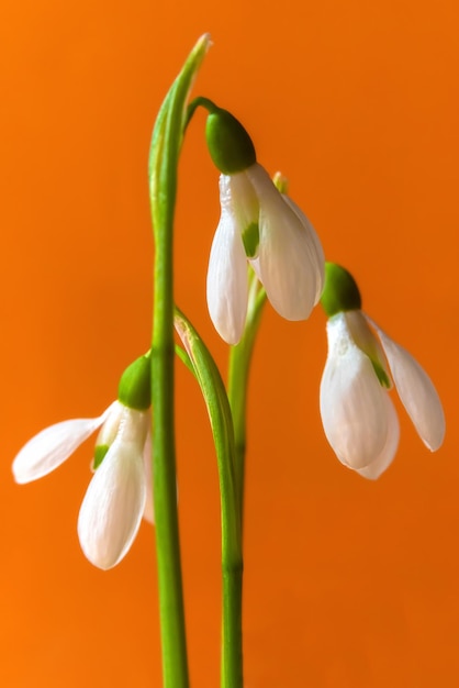 Sneeuwklokjes op een oranje geïsoleerde achtergrond