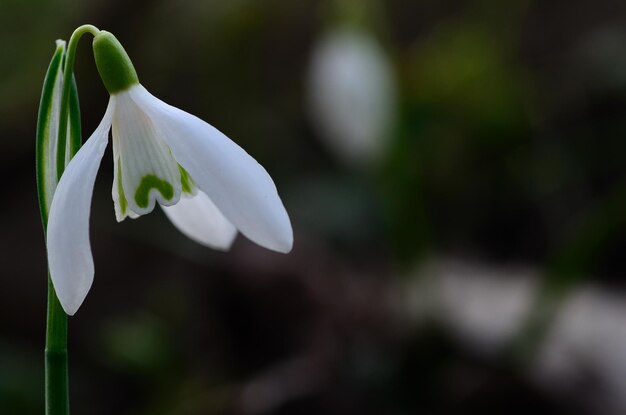 Sneeuwklokjes weergave