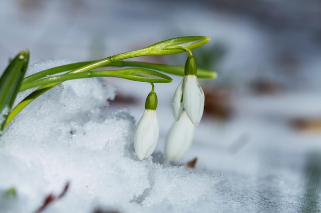 sneeuwklokjes