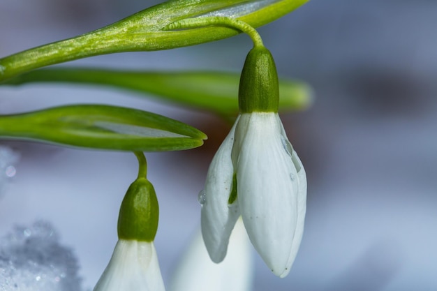 Foto sneeuwklokjes