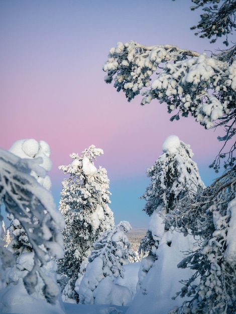 Foto sneeuwkronen op bomen en roze zonsondergang in het riisitunturi nationaal park tijdens zonsondergang finland