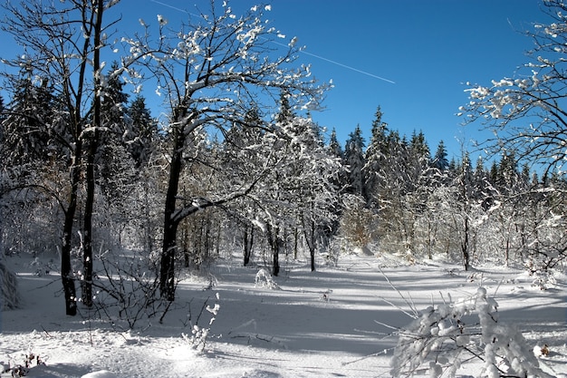 Sneeuwlandschap met bomen