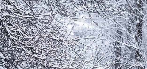 Foto sneeuwlandschap pluizige besneeuwde bomen takken natuur landschap met sneeuw sneeuwval